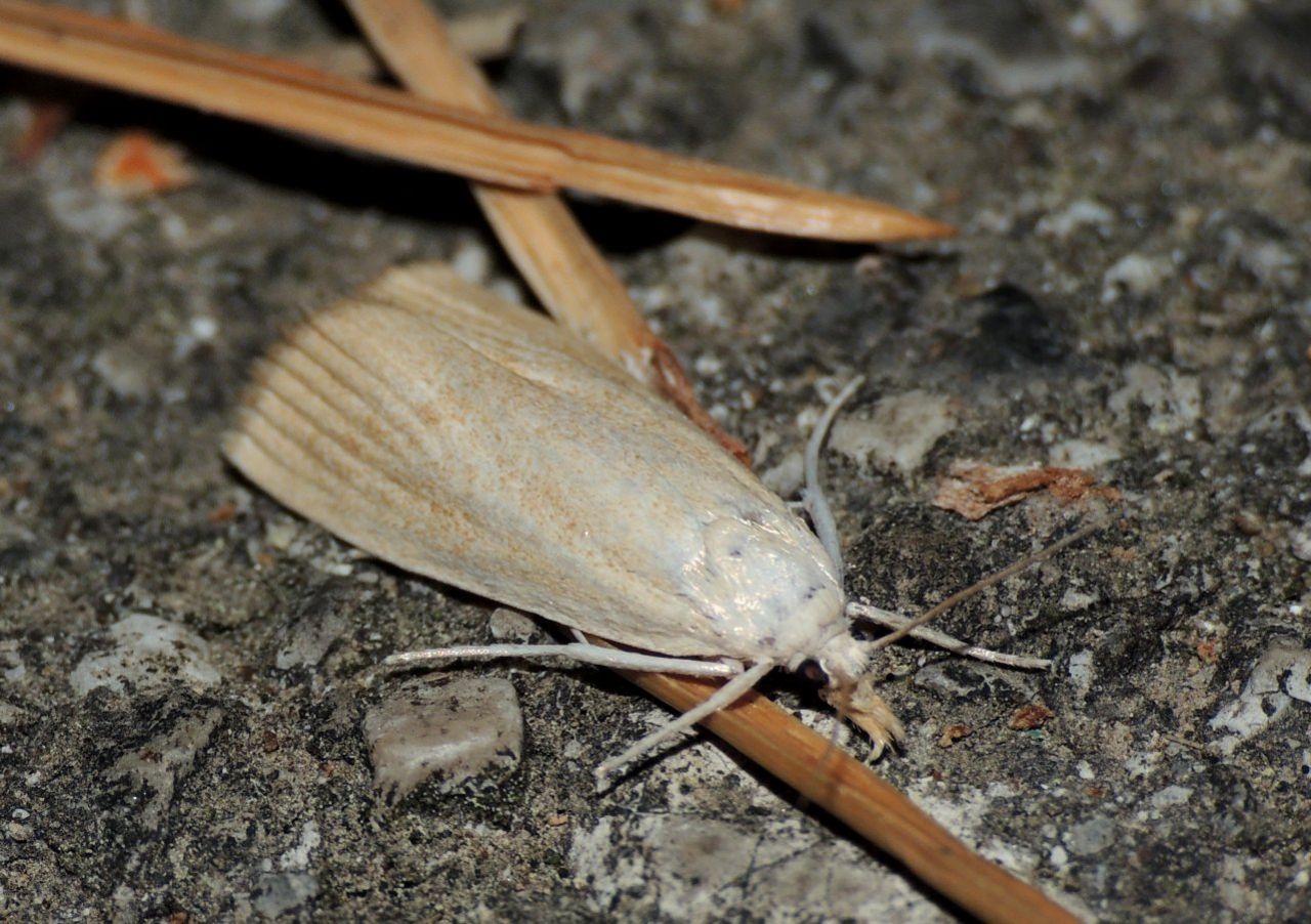 Crambus perlella ?