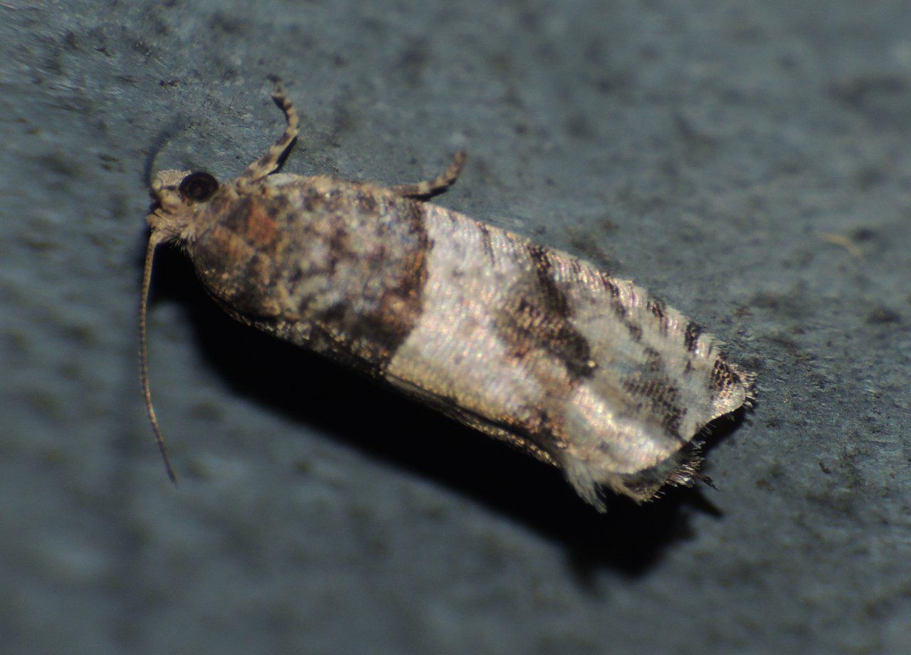 Richiesta conferma ID (Gypsonoma nitidulana)