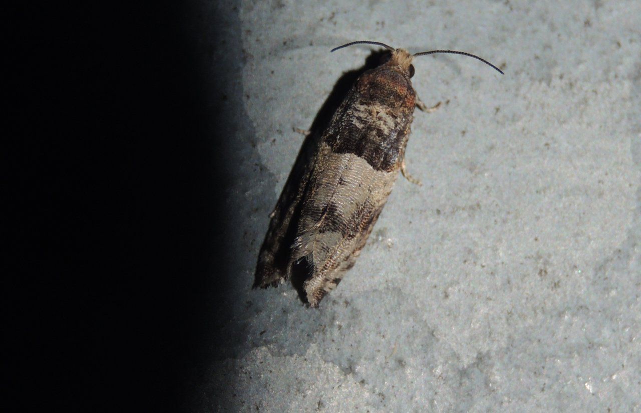 Richiesta conferma ID (Gypsonoma nitidulana)