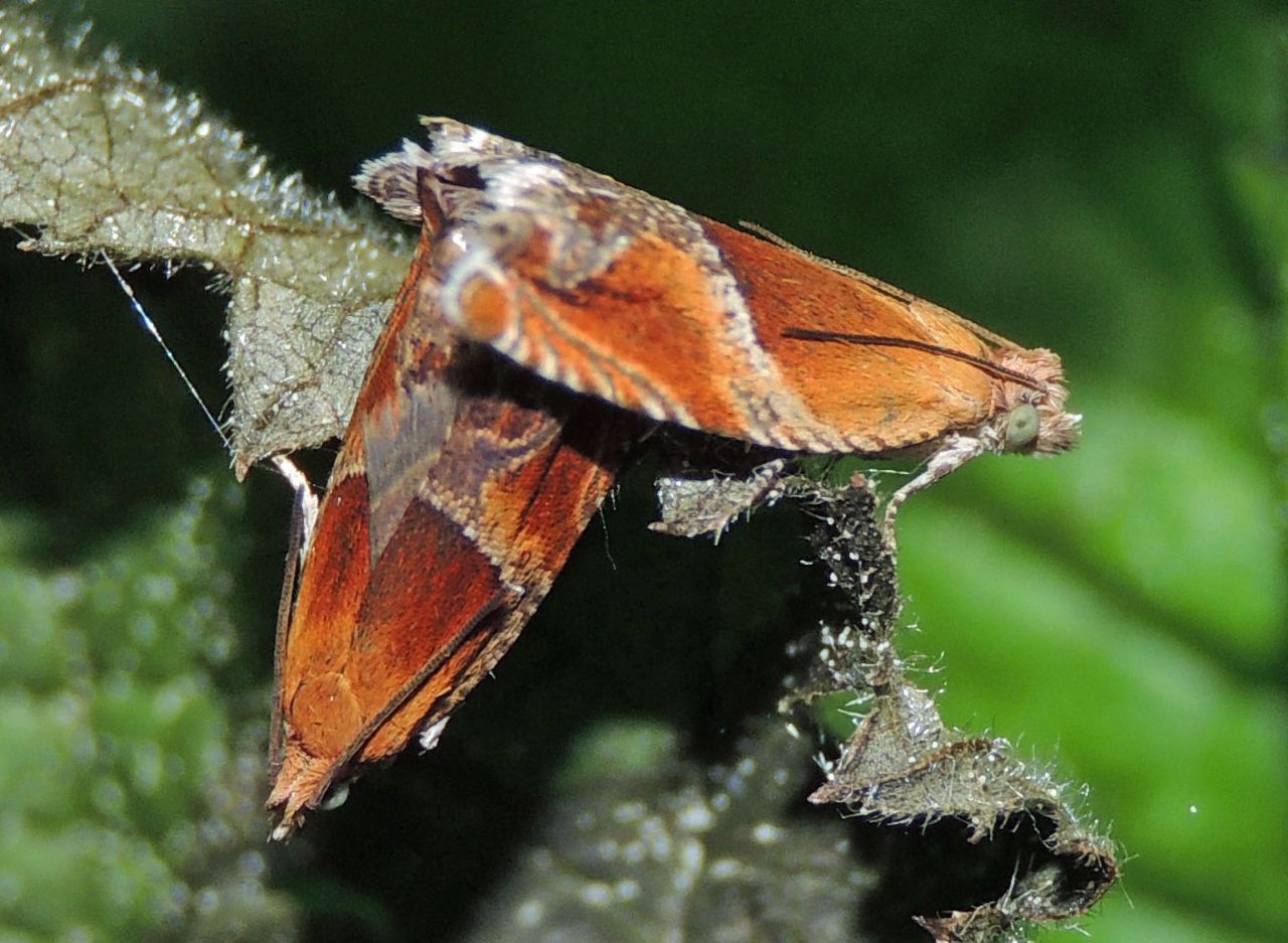 Piccola soddisfazione - Ancylis obtusana