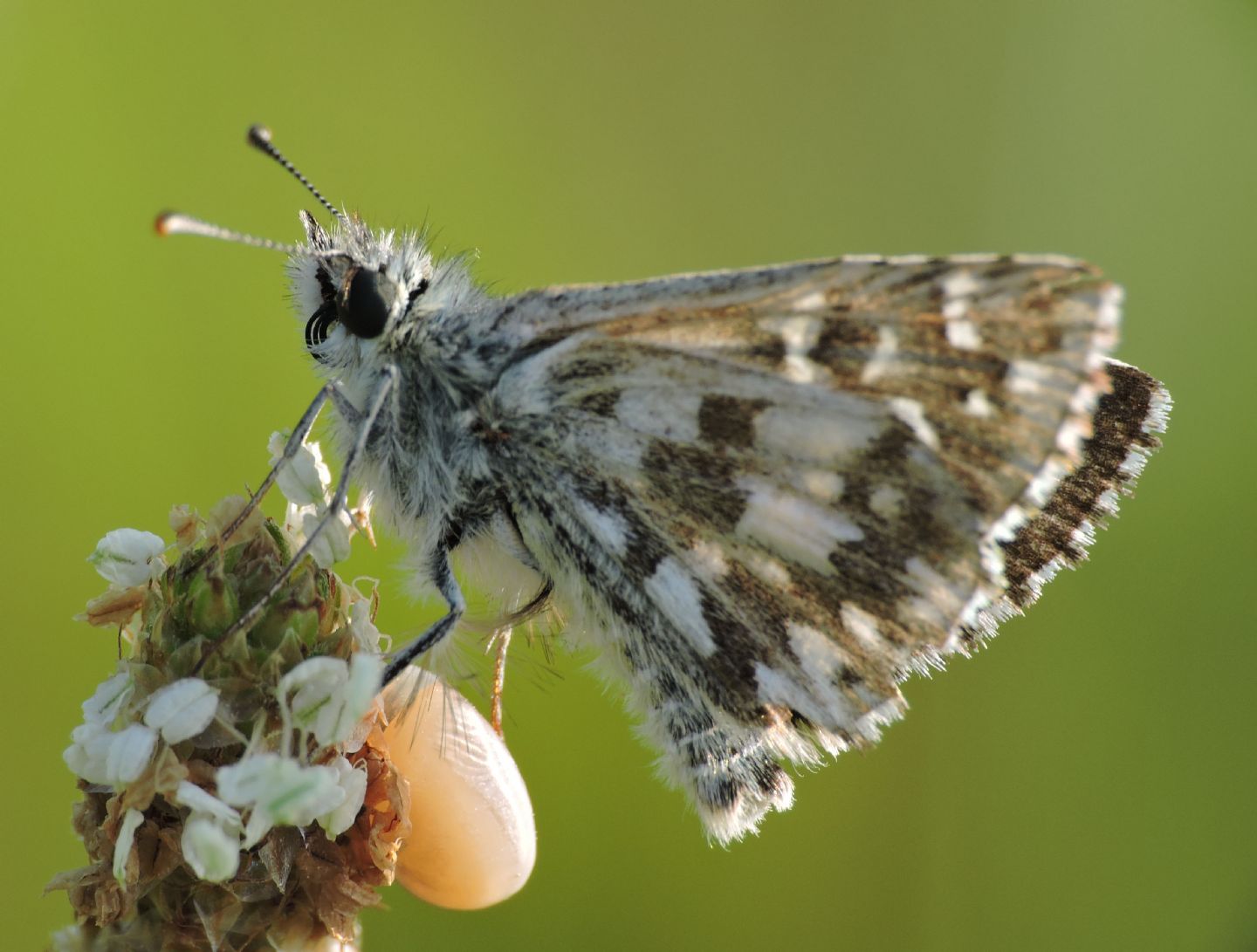 Richiesta ID esperide