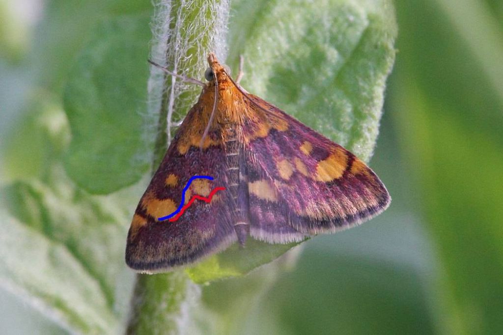 Pyrausta aurata