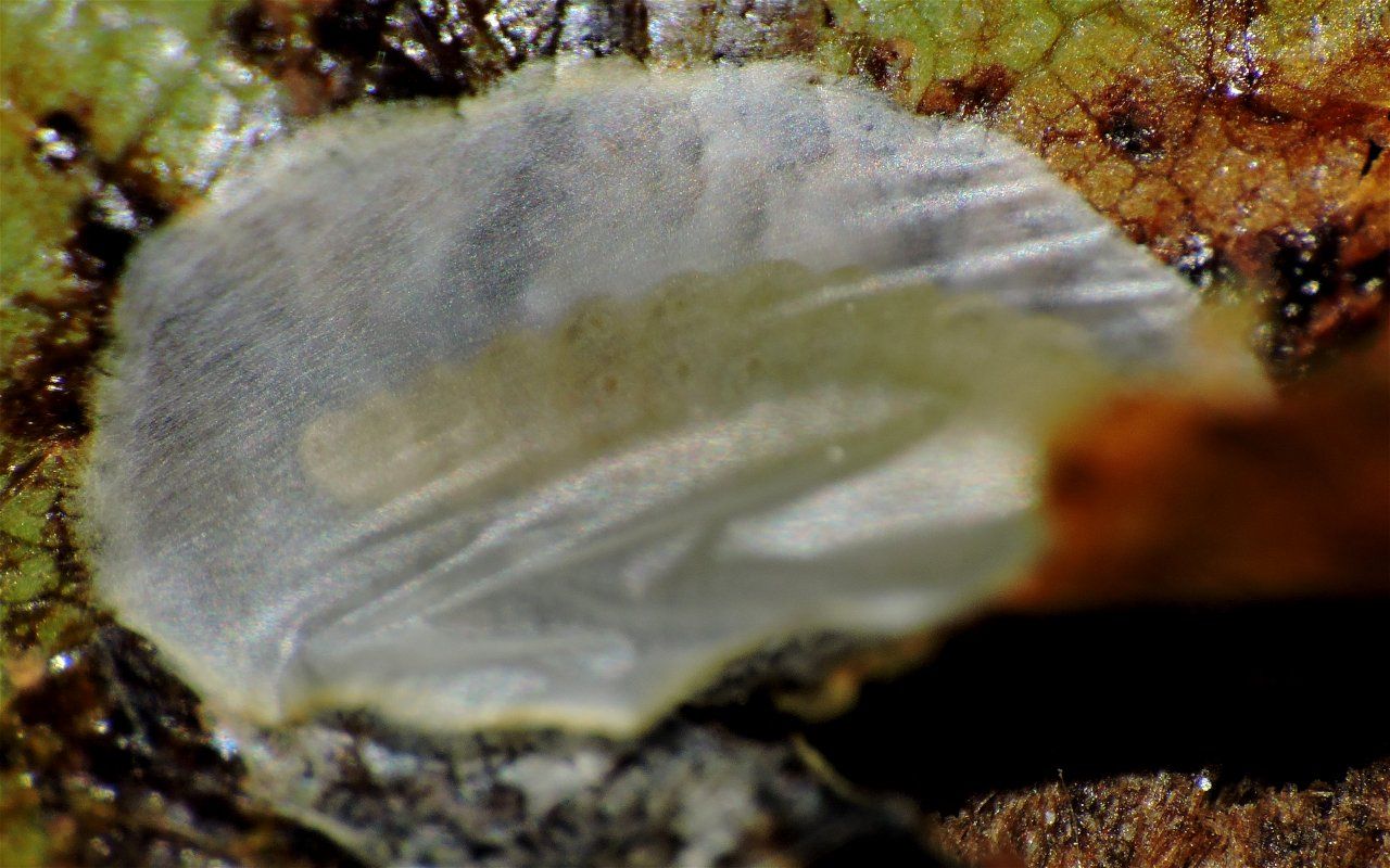 Gracillariidae 1° - Cameraria ohridella