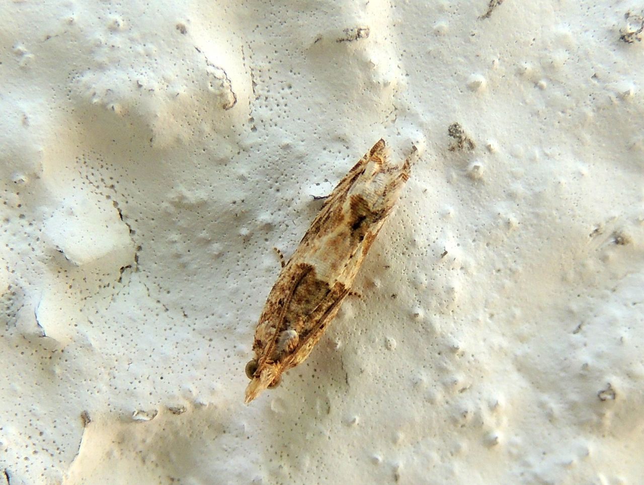 Tortricidae 4 - Crocidosema plebejana