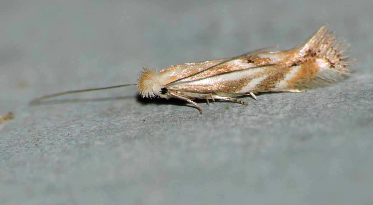 Bucculatricidae 1  (ed unica) - Bucculatrix maritima