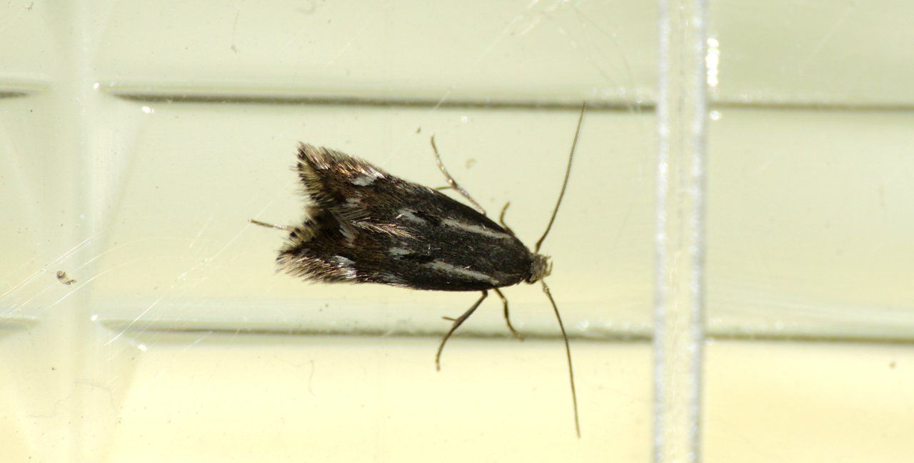 Elachistidae - Elachista cfr. utonella