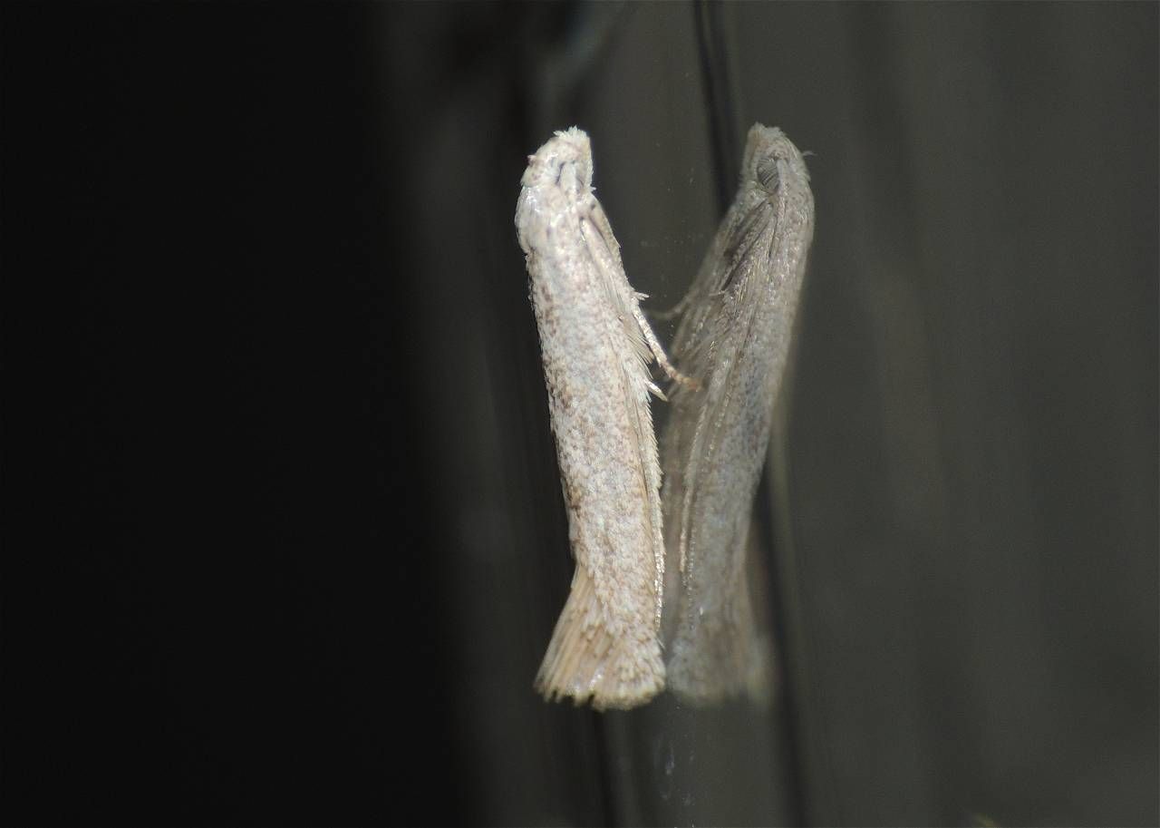 Elachistidae 2 - Elachista cfr. argentella