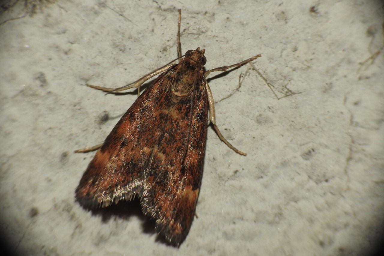 Ultimamente non ne identifico una... Pyrausta despicata