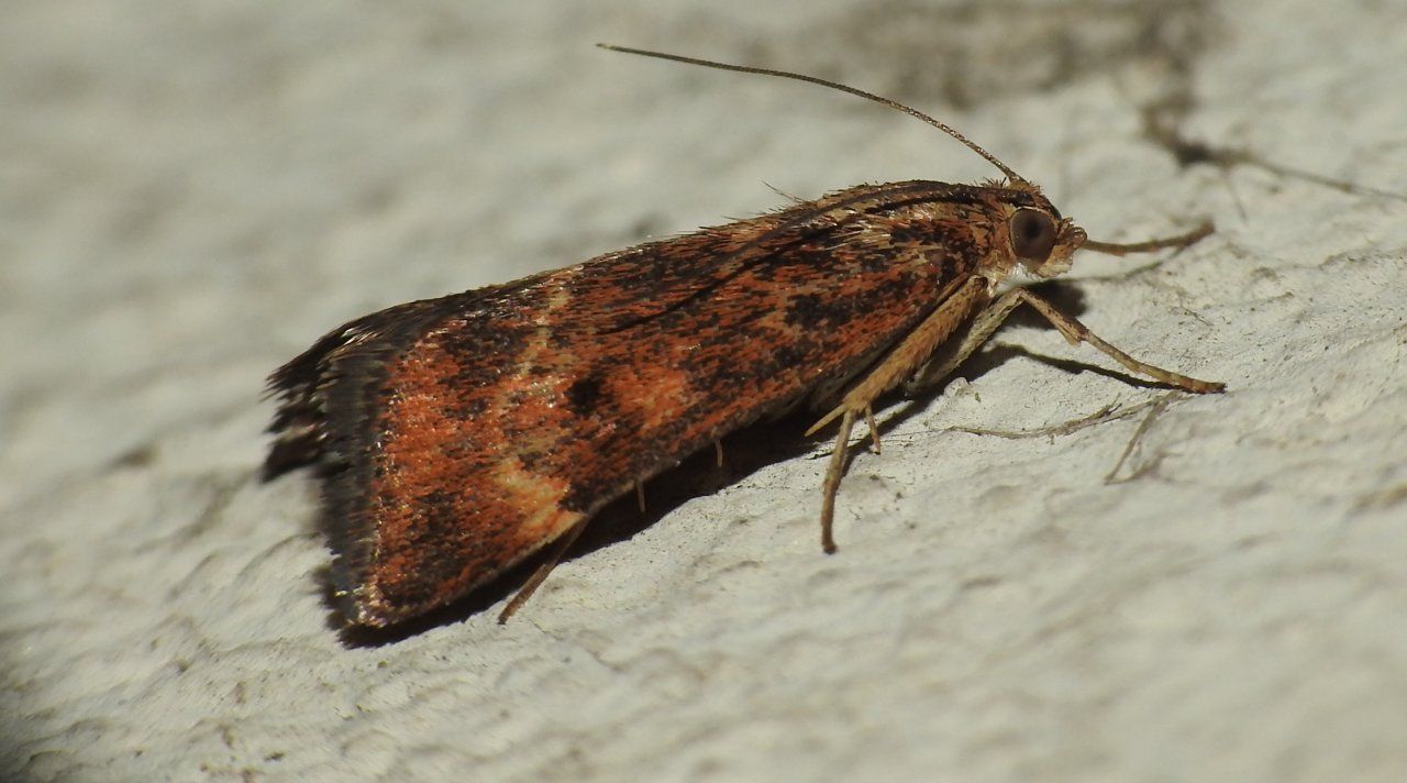 Ultimamente non ne identifico una... Pyrausta despicata