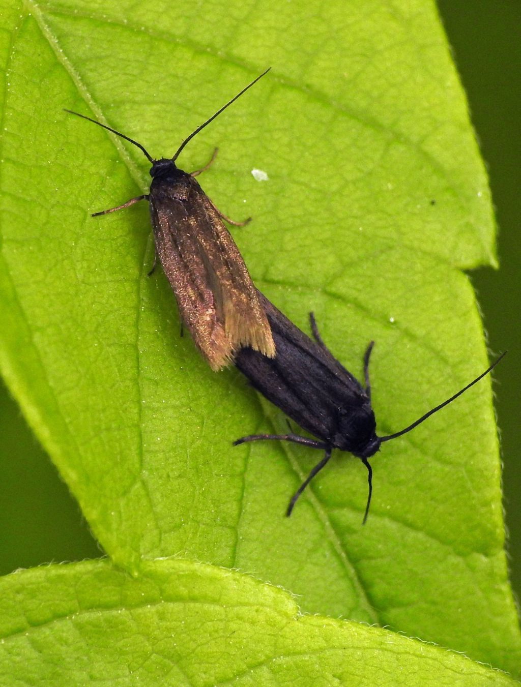 Richiesta Id. - Cfr. Scythris seliniella