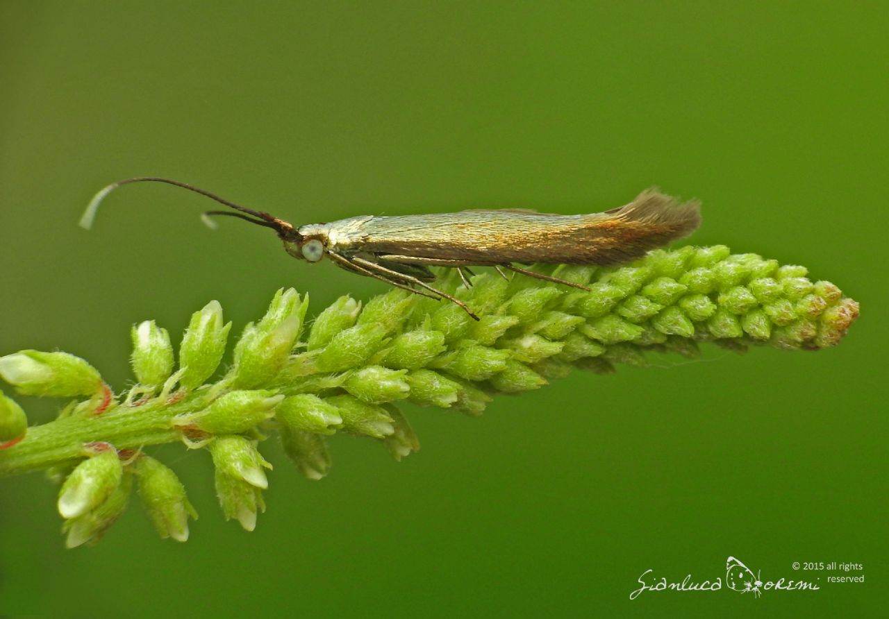 Incontro odierno - Coleophora trifolii