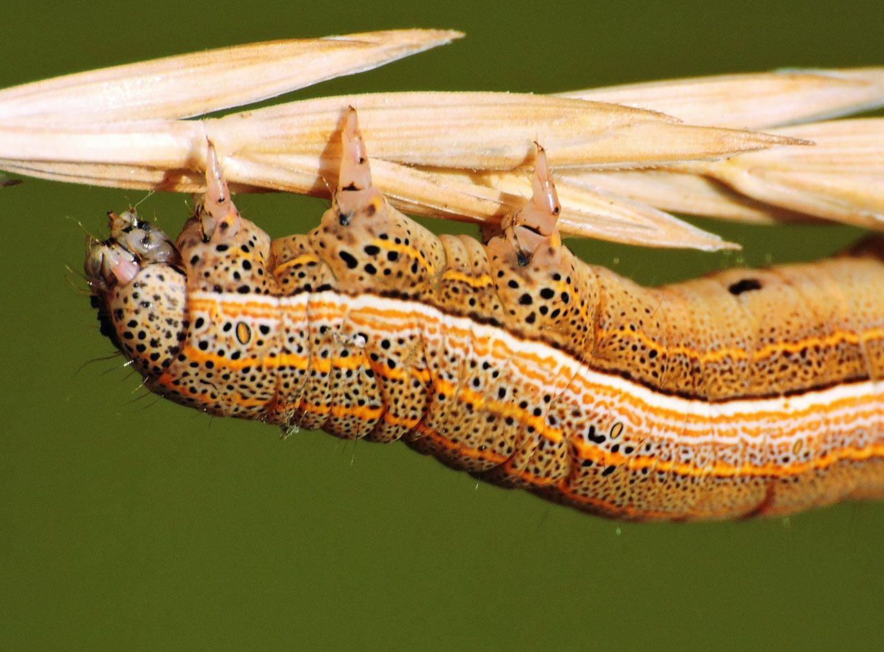 Richiesta conferma id - Bruco - Aedia leucomelas