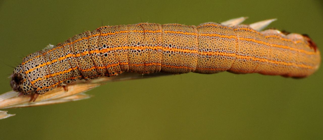 Richiesta conferma id - Bruco - Aedia leucomelas