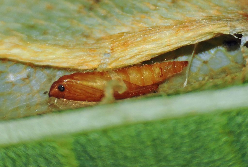 Phyllonorycter platani, Gracillariidae