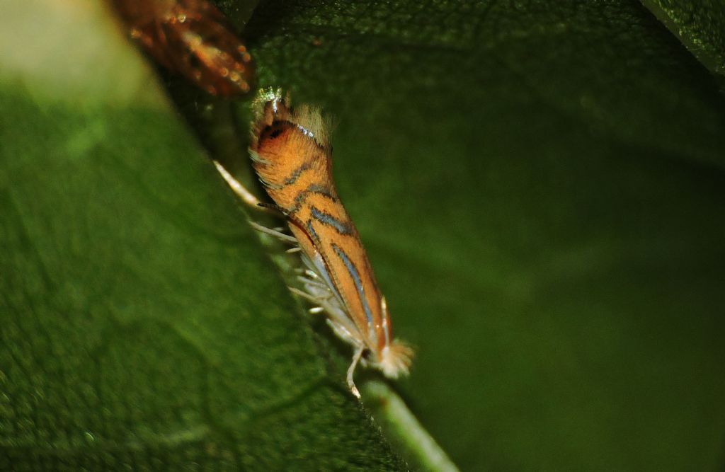 Phyllonorycter platani, Gracillariidae