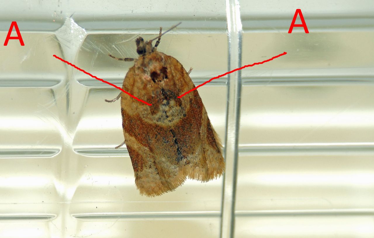 Conferma id Tortricidae - Argyrotaenia ljungiana