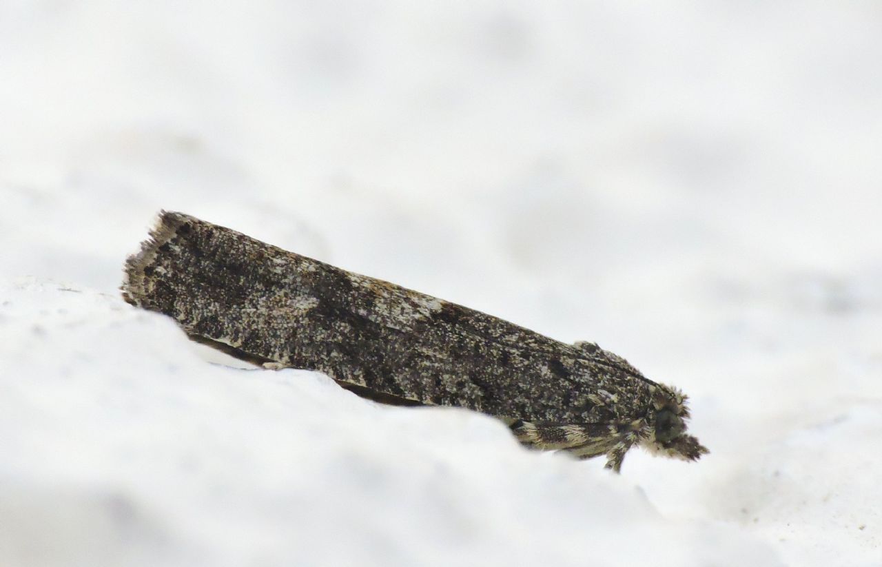 Zeiraphera griseana, Tortricidae