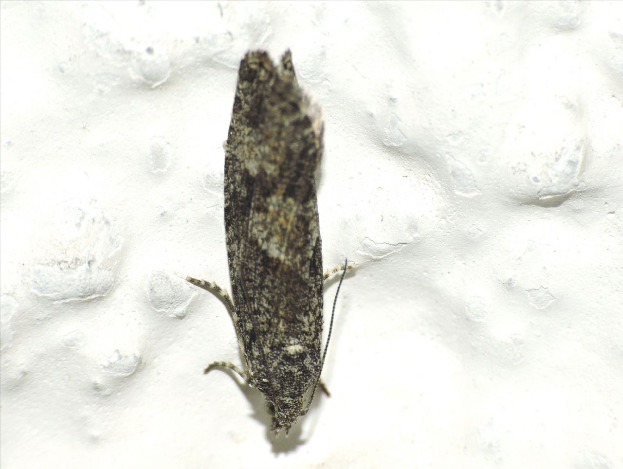 Zeiraphera griseana, Tortricidae