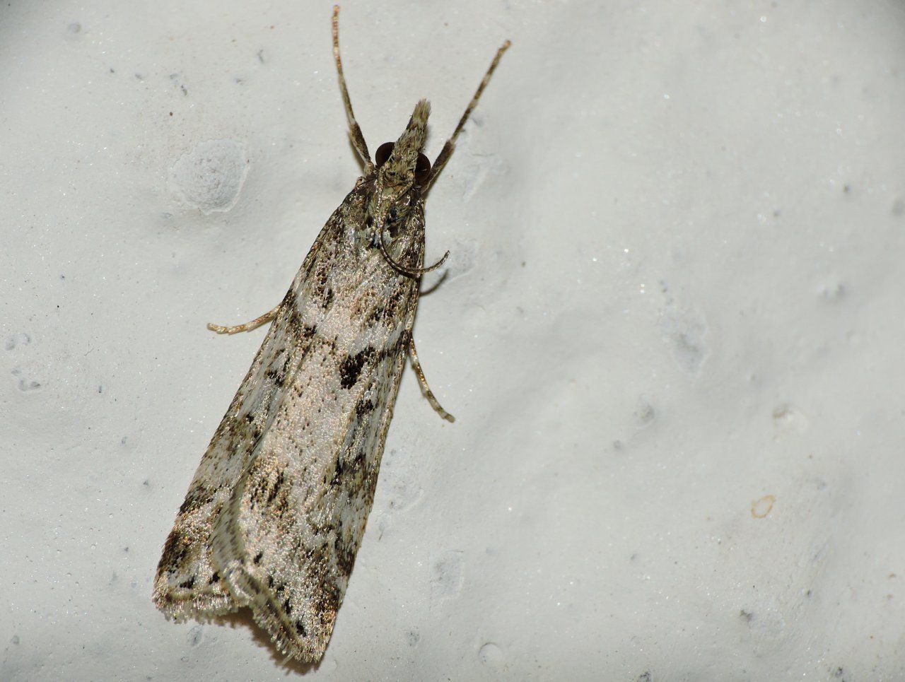 Crambidae: Eudonia angustea