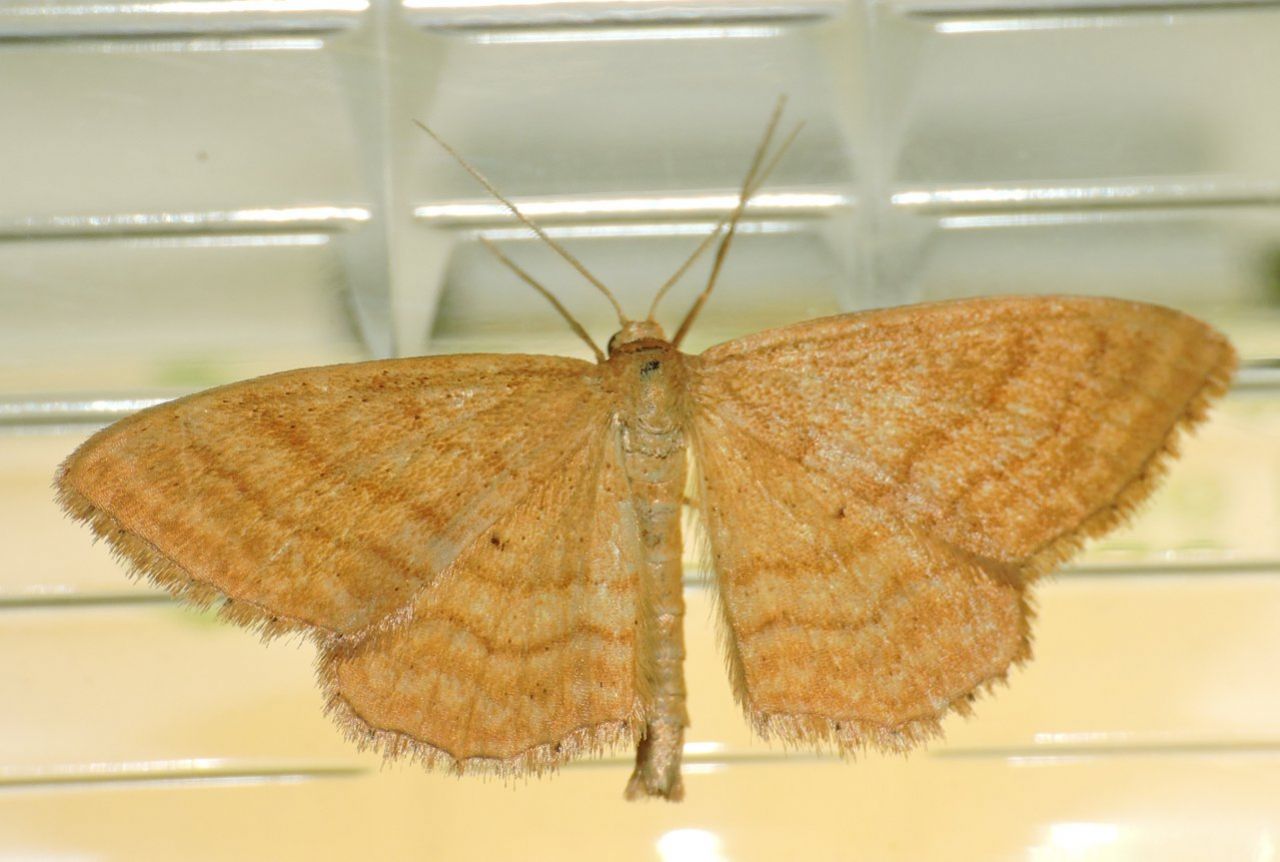 Scopula caricaria? No, Idaea ochrata