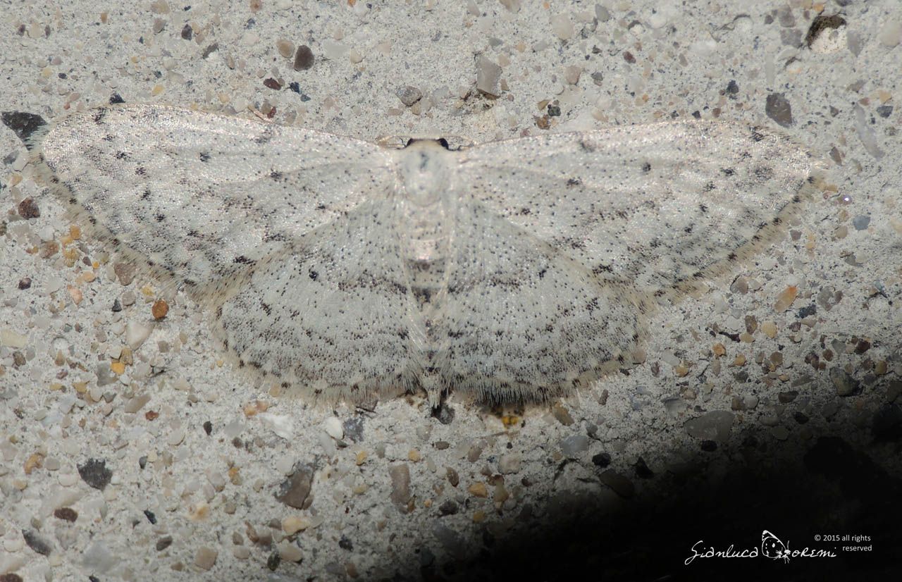 Idaea seriata e Scopula (Calothysanis) minorata