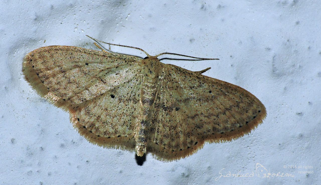 Idaea seriata e Scopula (Calothysanis) minorata