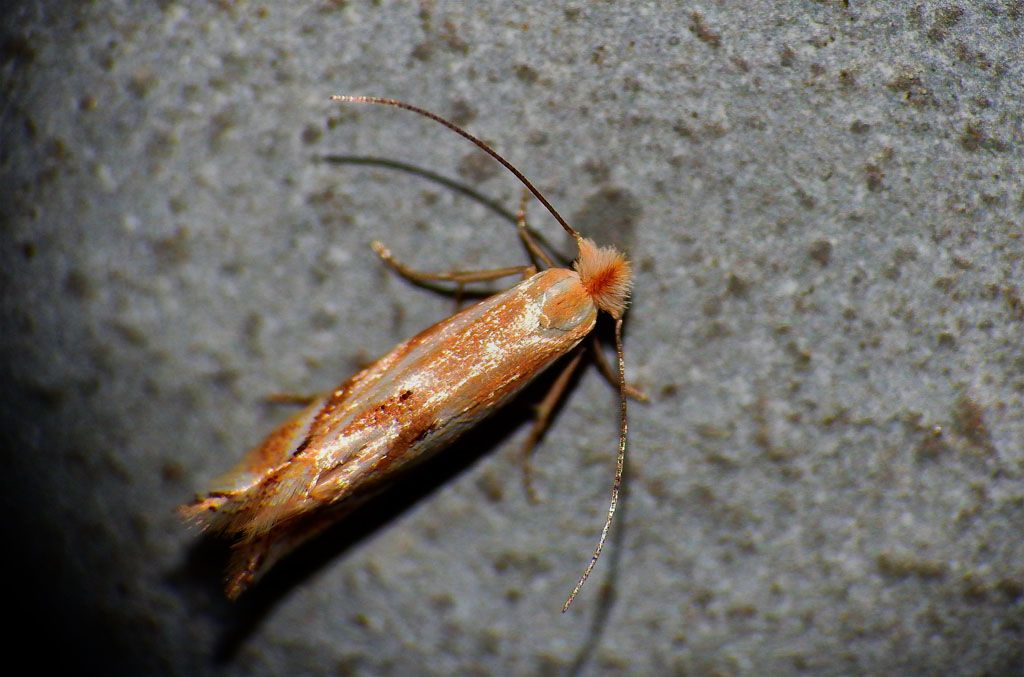 Bucculatrix maritima... il ritorno