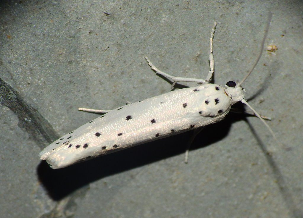Conferma ID  Yponomeutidae