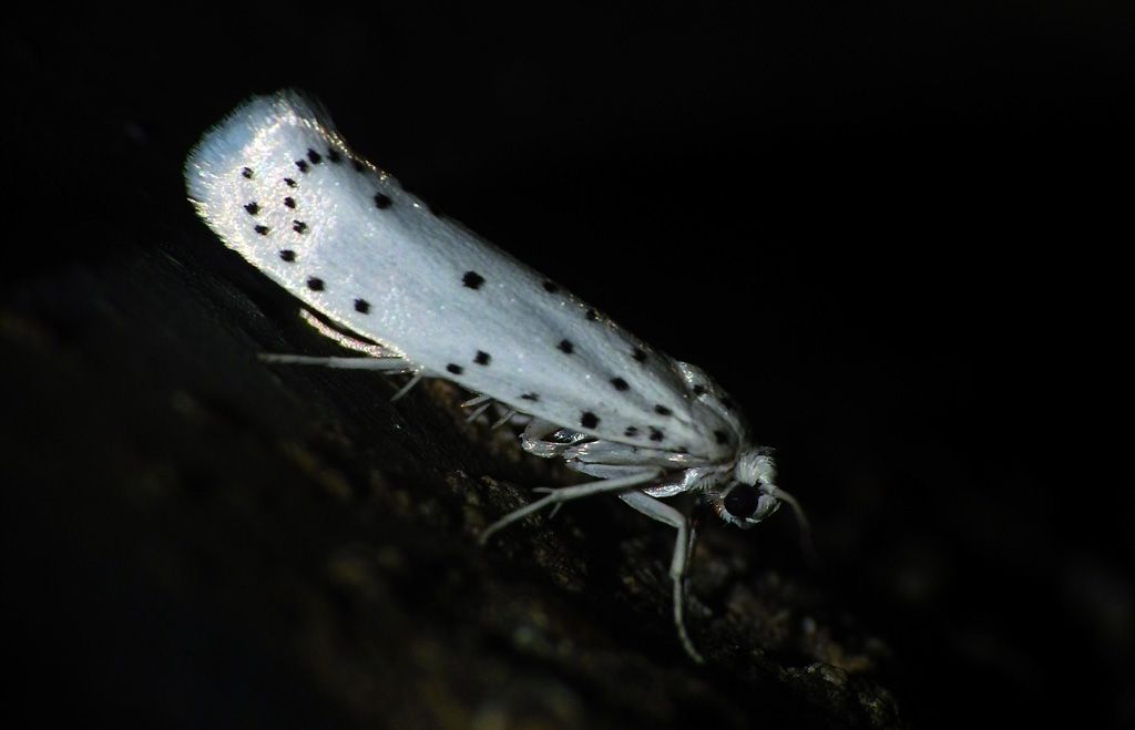 Conferma ID  Yponomeutidae