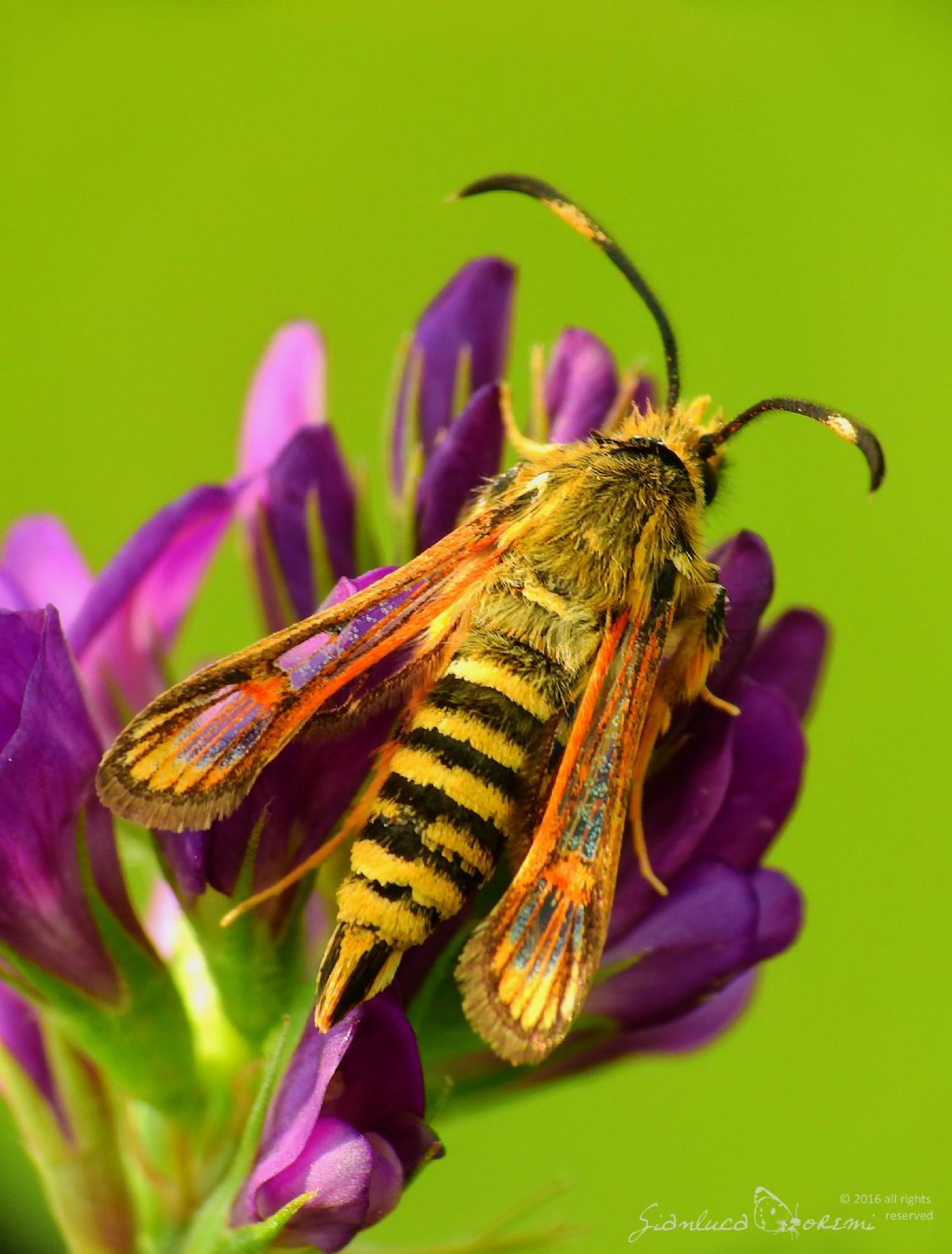 Bembecia ichneumoniformis