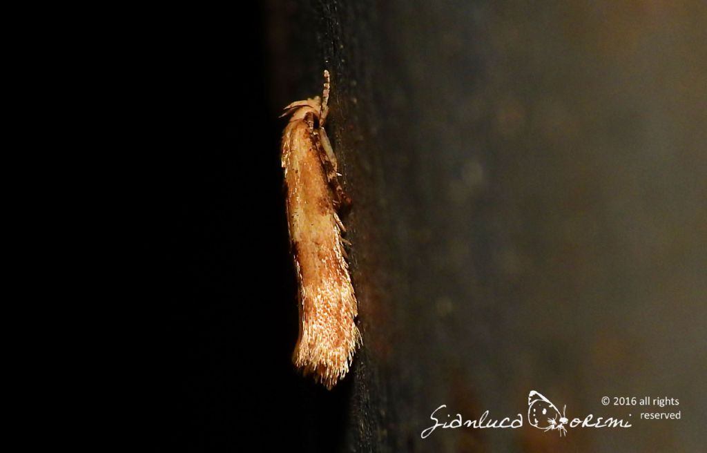 Mompha (Mompha) epilobiella (Denis & Schiffermller, 1775)
