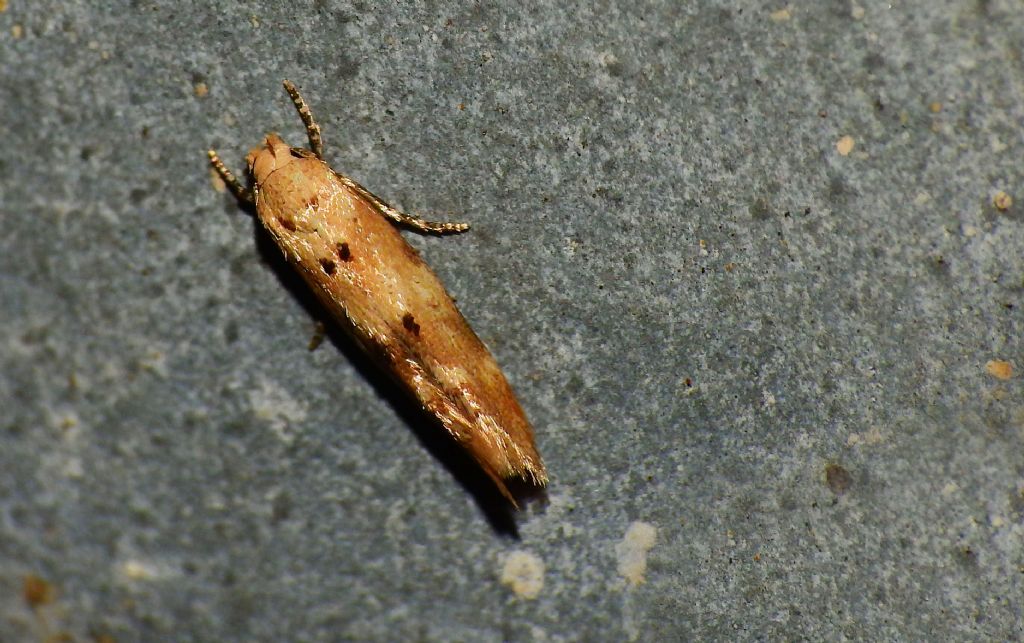 Mompha (Mompha) epilobiella