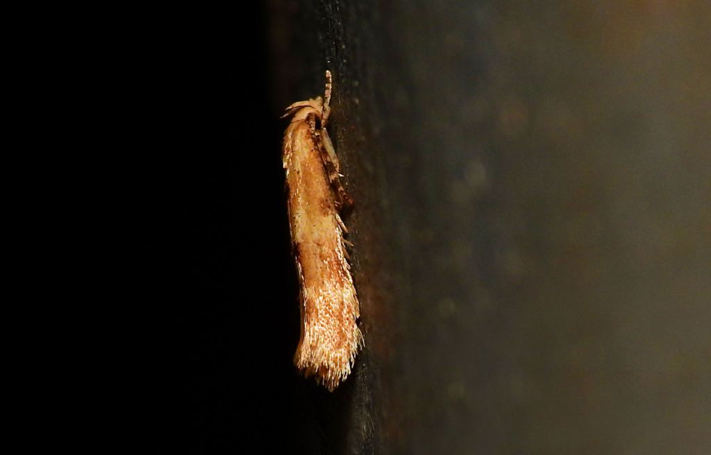 Mompha (Mompha) epilobiella