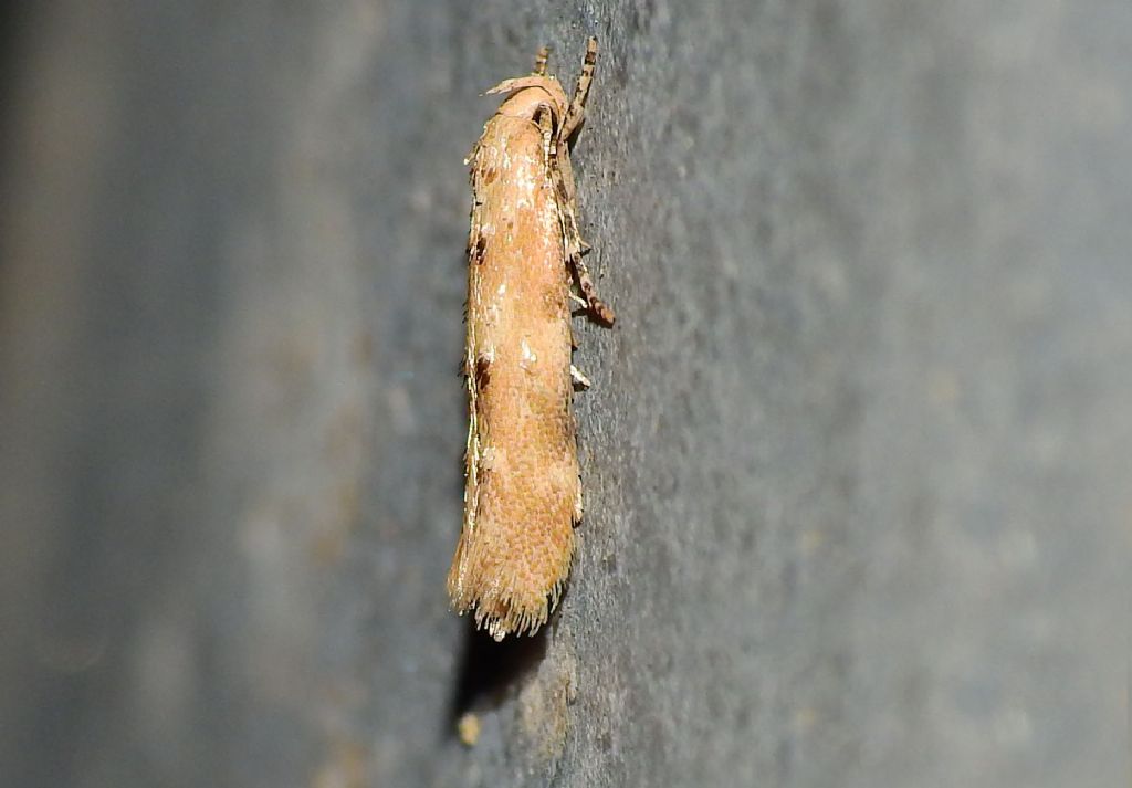 Mompha (Mompha) epilobiella