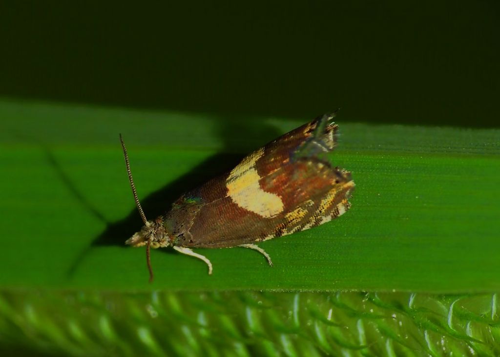 Dichrorampha petiverella ??? S