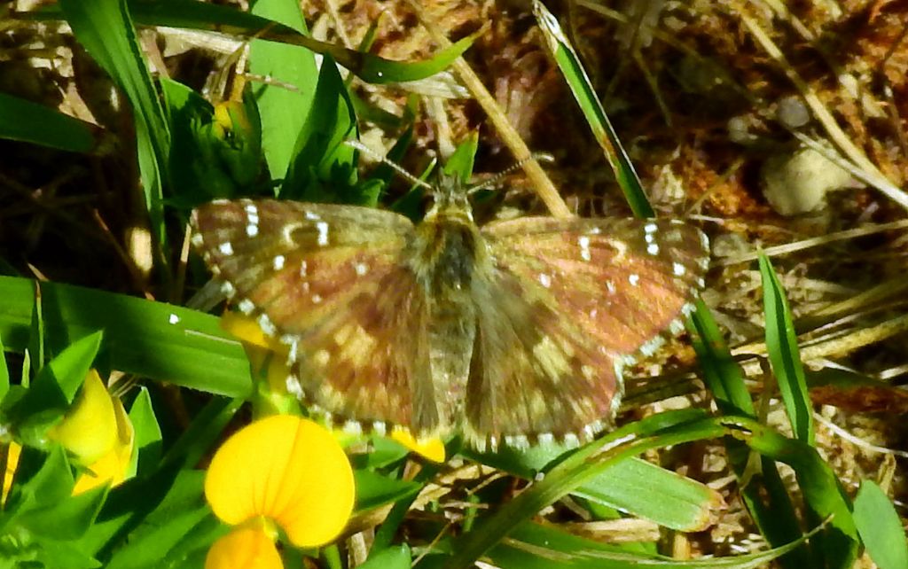 Hesperidae da  ID.