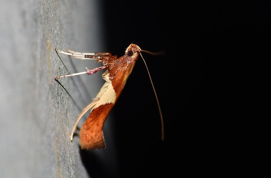 incontro di stasera - Caloptilia stigmatella (FABRICIUS, 1781)