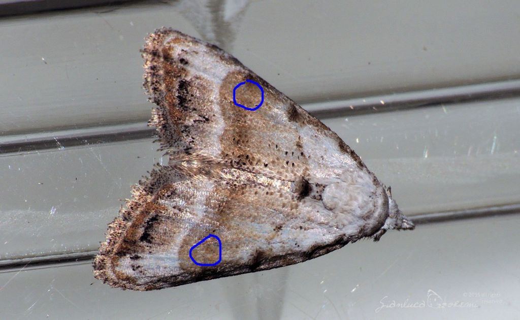 Nola subchlamydula STAUDINGER, 1871 - Nolidae