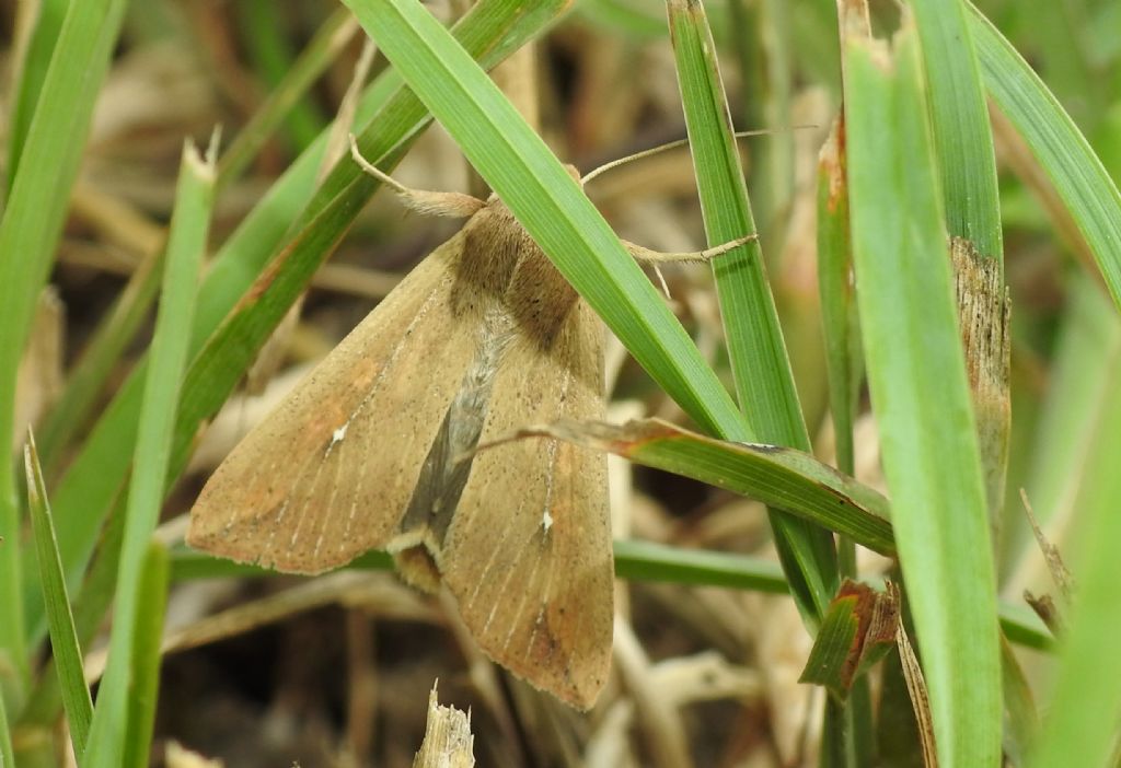 Falena da ID - Mythimna (Pseudaleteia) unipuncta, Noctuidae