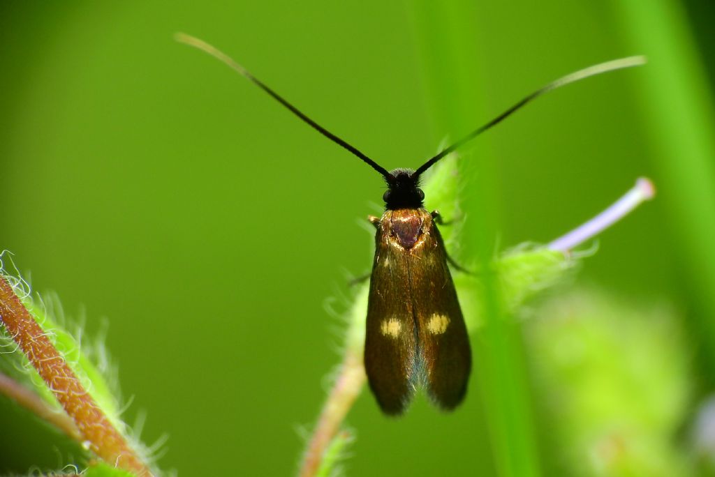 La mia prima Adelidae  - Cauchas fibulella