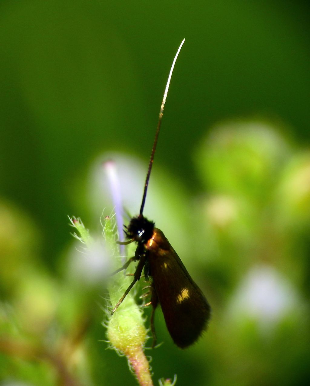 La mia prima Adelidae  - Cauchas fibulella