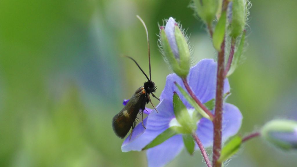 La mia prima Adelidae  - Cauchas fibulella