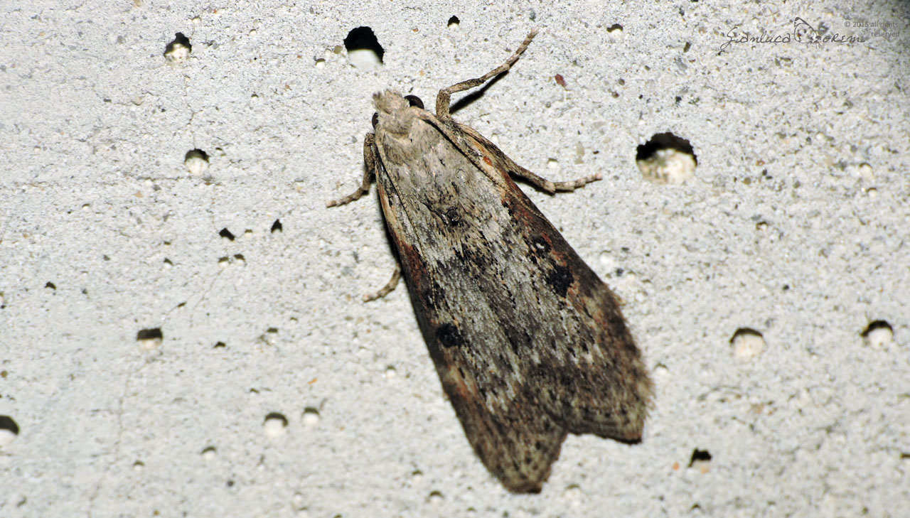 Dubbio su Lamoria anella, Pyralidae