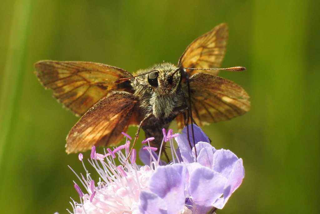 Ochlodes sylvanus, Hesperiidae