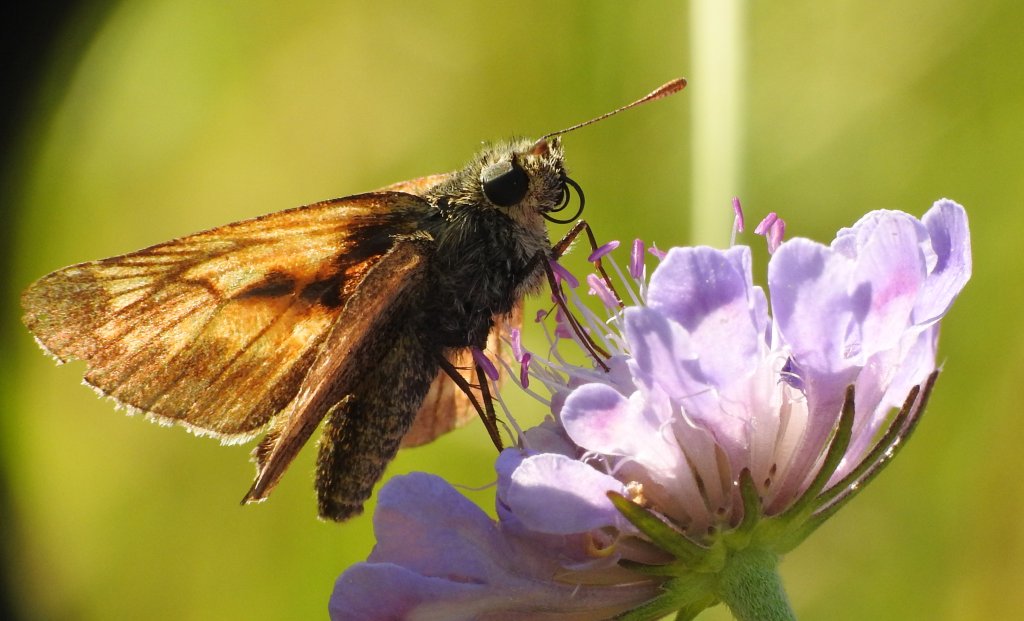 Ochlodes sylvanus, Hesperiidae