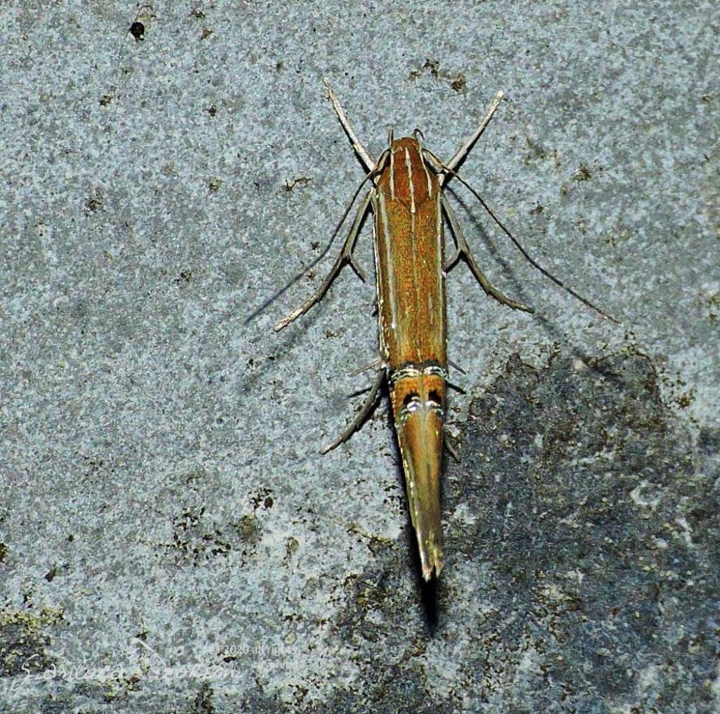 Cosmopterix lienigiella