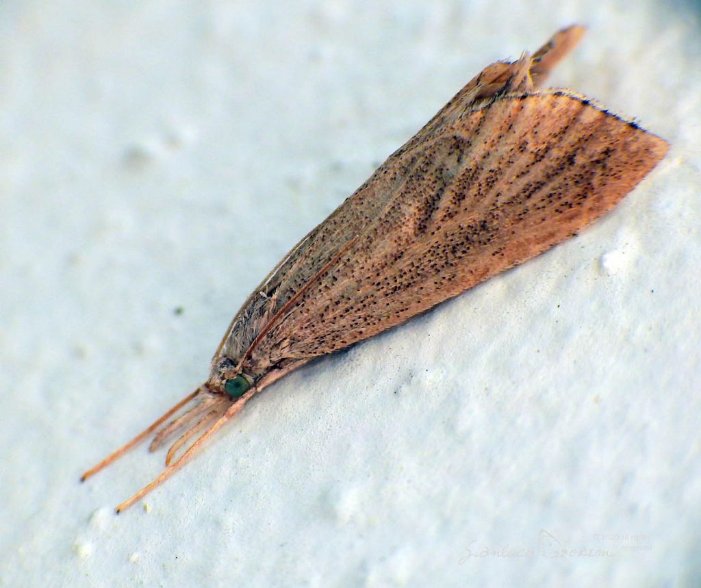 Crambidae, Crambinae - Pseudobissetia terrestrella