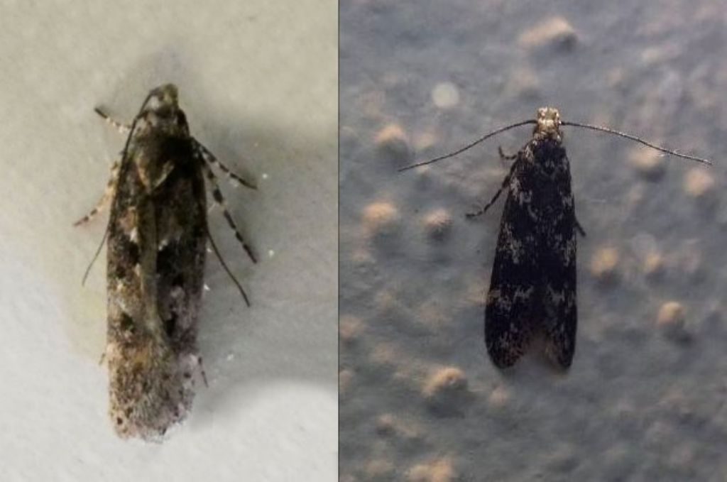 Gelechiidae: cfr. Bryotropha italica e Prolita solutella