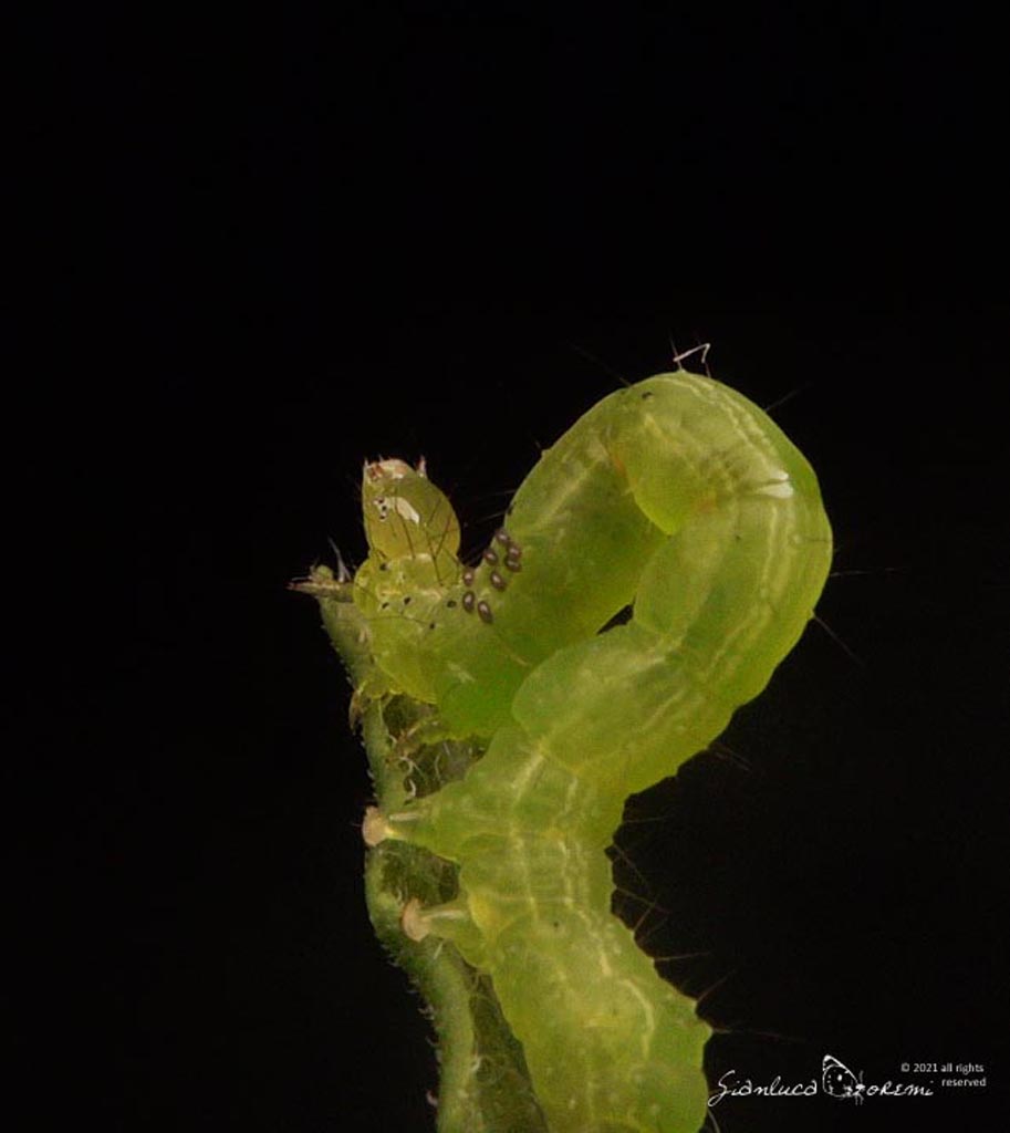 Parassiti di  Chrysodeixis chalcites: Euplectrus sp. (Eulophidae)
