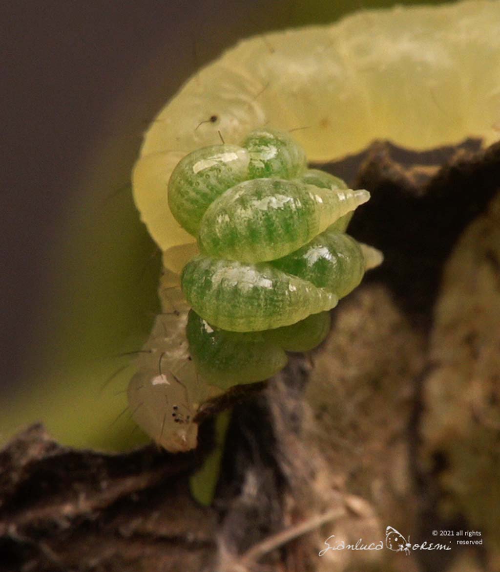 Parassiti di  Chrysodeixis chalcites: Euplectrus sp. (Eulophidae)